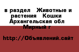  в раздел : Животные и растения » Кошки . Архангельская обл.,Мирный г.